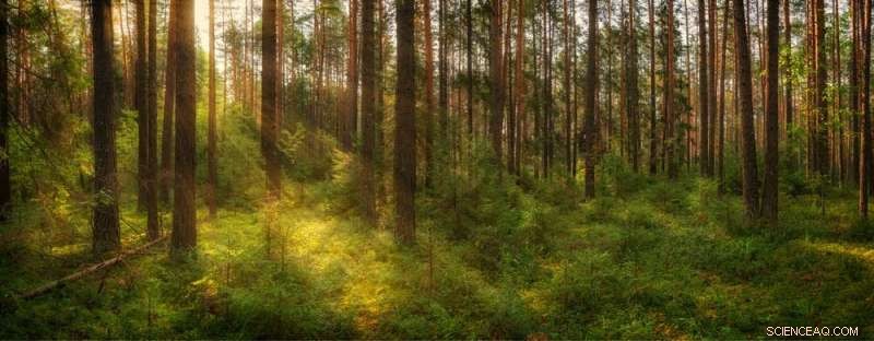 How Global Markets Fuel Deforestation: Implications for Climate and Food Security