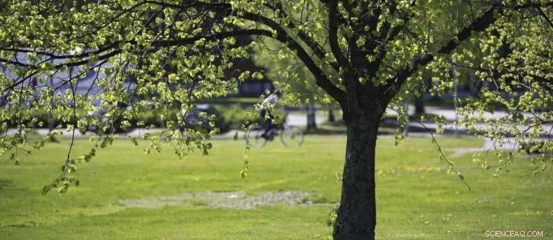 Harnessing Trees, Plants, and Soil to Reduce Urban Carbon Footprints – The Data Gap