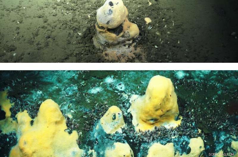 Ocean Microbes: Key Players in Earth’s Climate Regulation