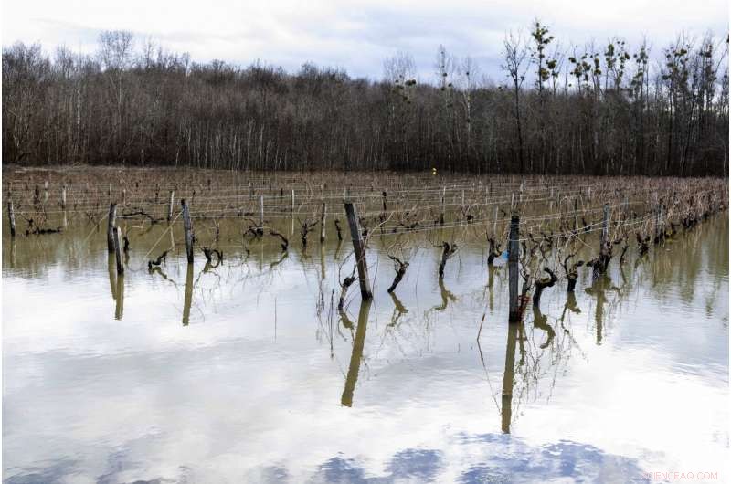 Climate Change Linked to Costly Frost Damage in France s Wine Region