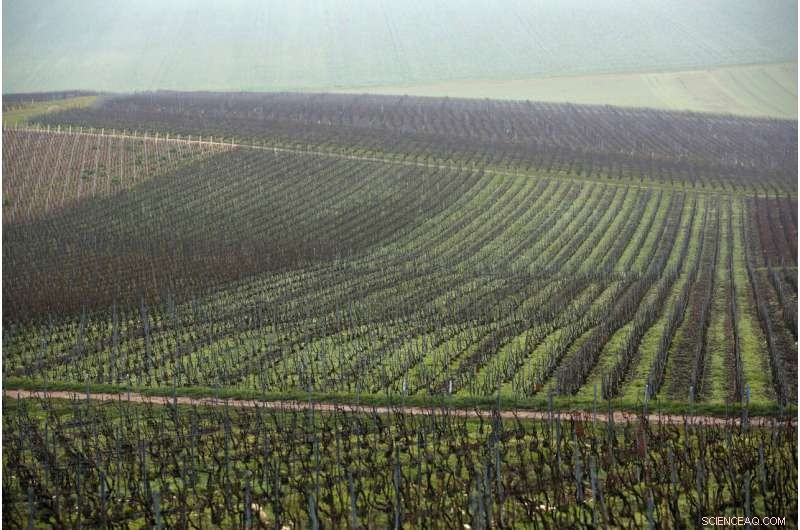 Climate Change Linked to Costly Frost Damage in France s Wine Region