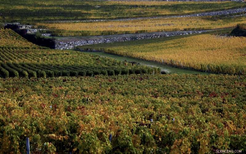 Climate Change Linked to Costly Frost Damage in France s Wine Region