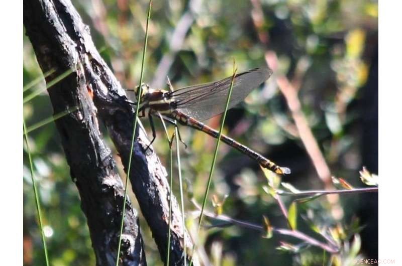 Global Peatland Dry‑Out May Emit 860 Million Tons of CO₂ Annually