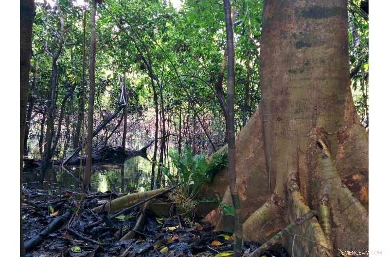 Global Peatland Dry‑Out May Emit 860 Million Tons of CO₂ Annually