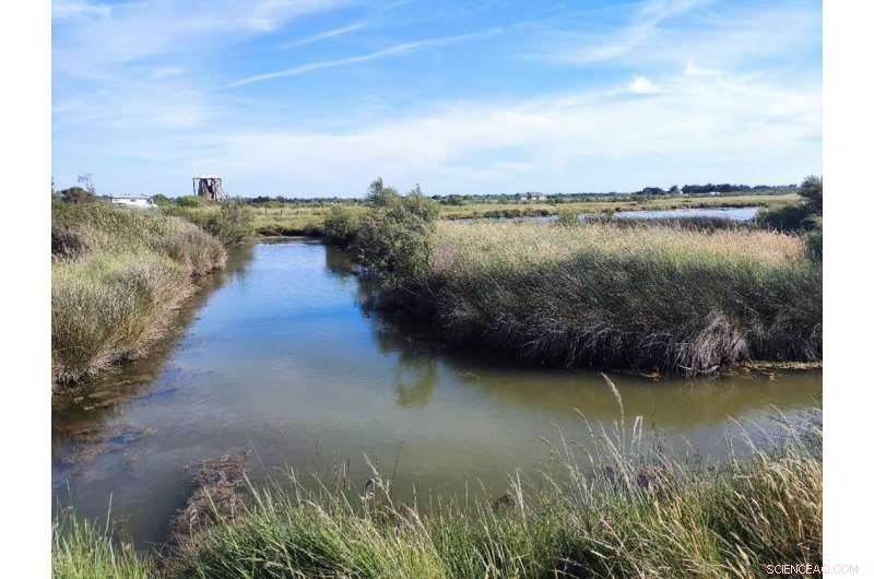 Global Peatland Dry‑Out May Emit 860 Million Tons of CO₂ Annually