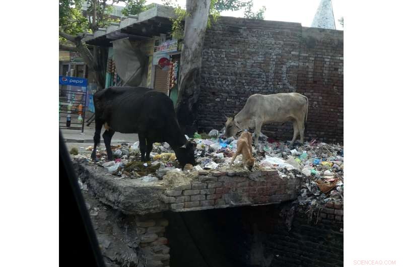 Landfill-Derived Detoxifiers: Harnessing Bacterial Power