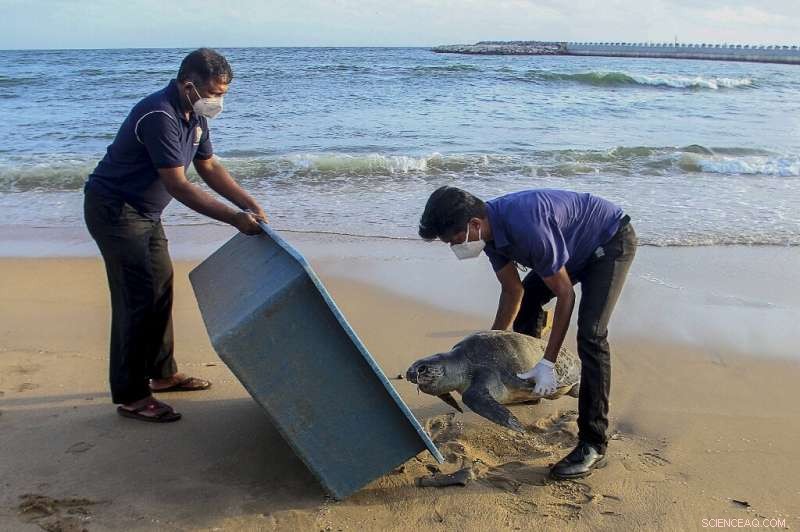 Fire-blasted Container Ship Claims Lives of Dolphins and Turtles Off Sri Lanka