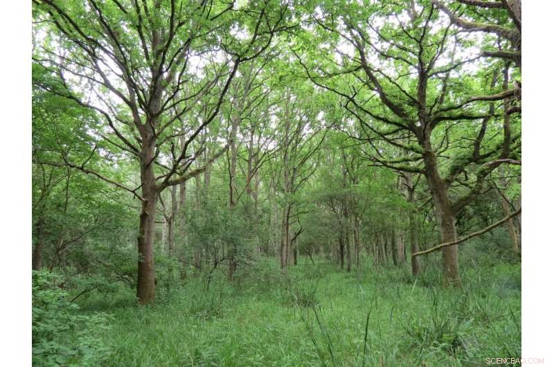 Passive Rewilding Accelerates UK Woodland Growth Without Cost
