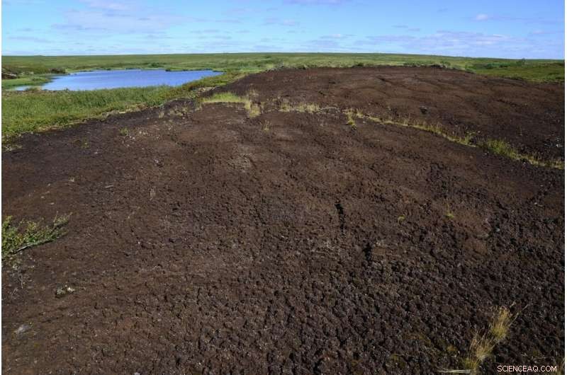 Permafrost Peatlands Unveil Surprising Historical Climate Impacts