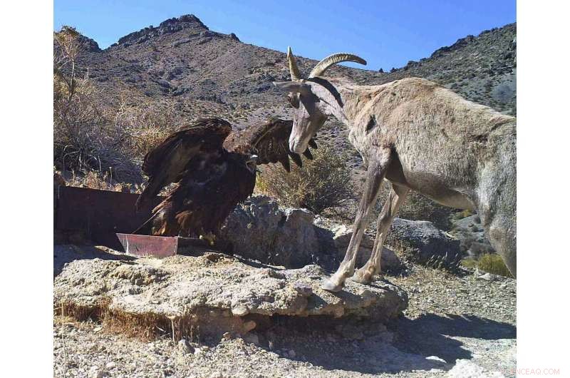 Las Vegas Weighs Linking Growth to Conservation Amid Drought