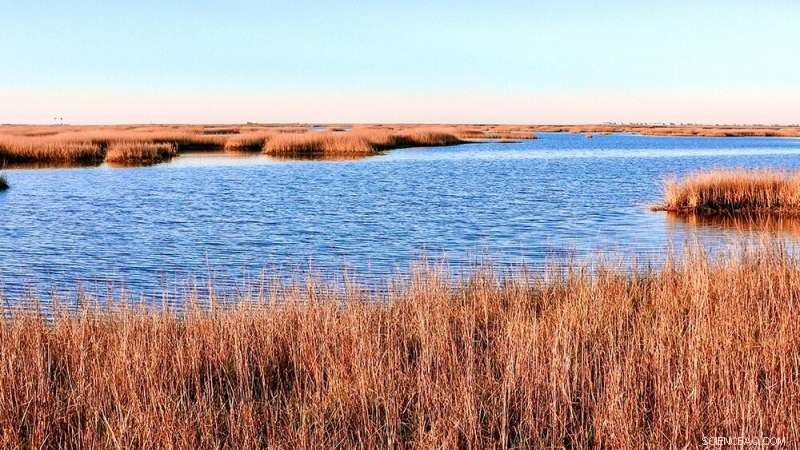 Coastal Marshes Drowning Faster Than Predicted: What It Means for Ecosystems