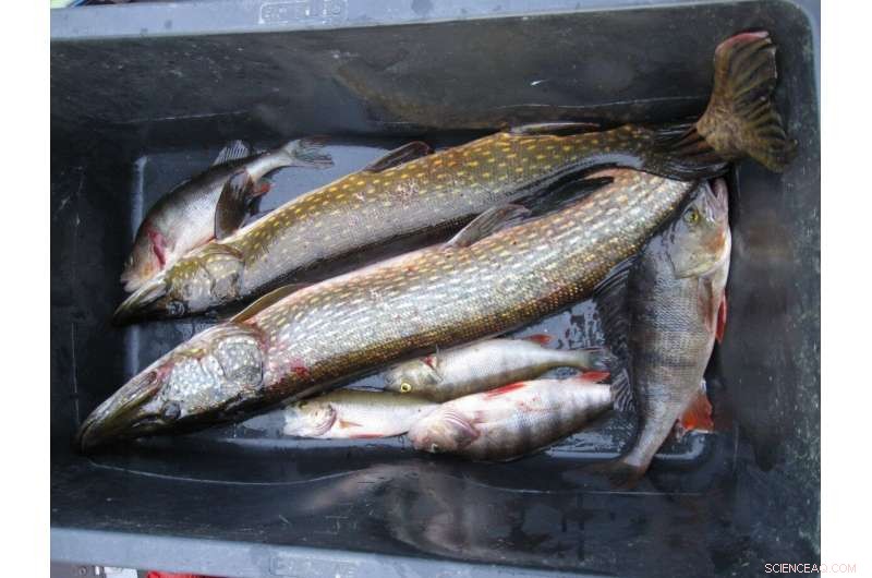 Rising Temperatures and Expanding Land Use Elevate Mercury Levels in Fish