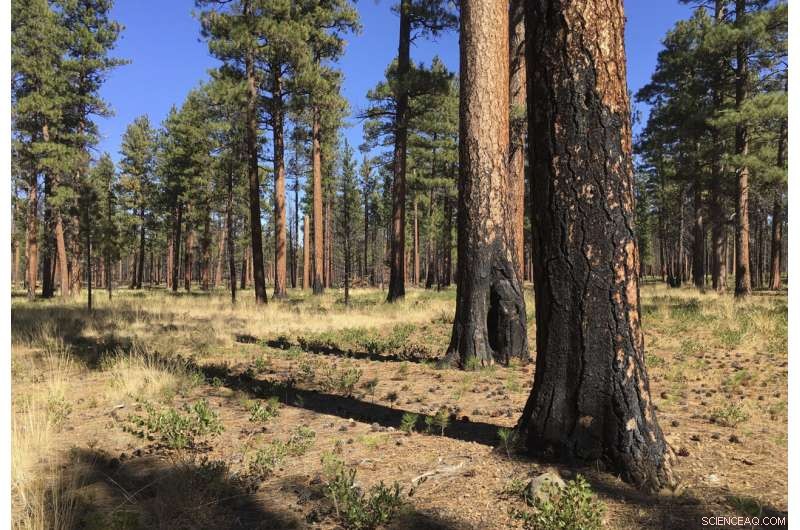 Rising Demand for Prescribed Burns Faces Regulatory Hurdles