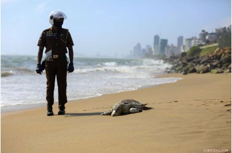 Ship Fire Triggers Mass Turtle Deaths Off Sri Lanka’s Coast