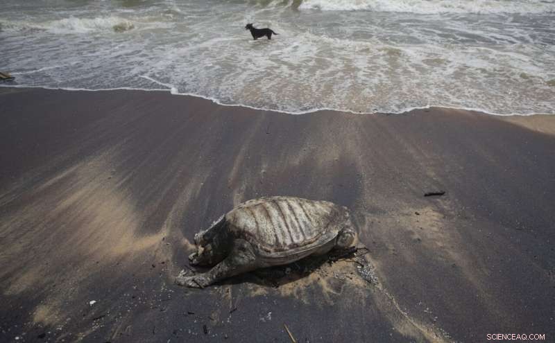 Ship Fire Triggers Mass Turtle Deaths Off Sri Lanka’s Coast