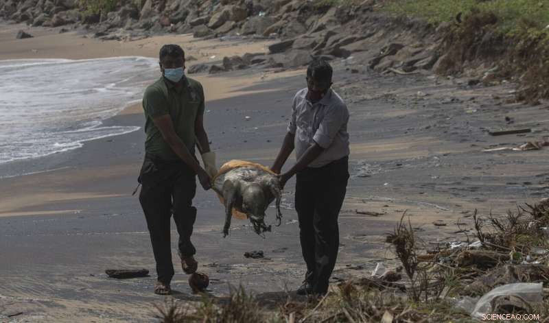 Ship Fire Triggers Mass Turtle Deaths Off Sri Lanka’s Coast
