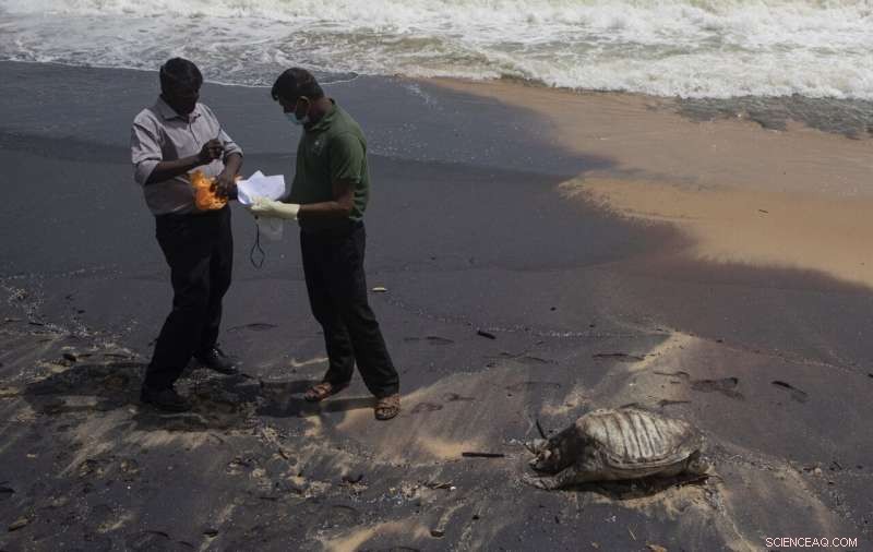 Ship Fire Triggers Mass Turtle Deaths Off Sri Lanka’s Coast