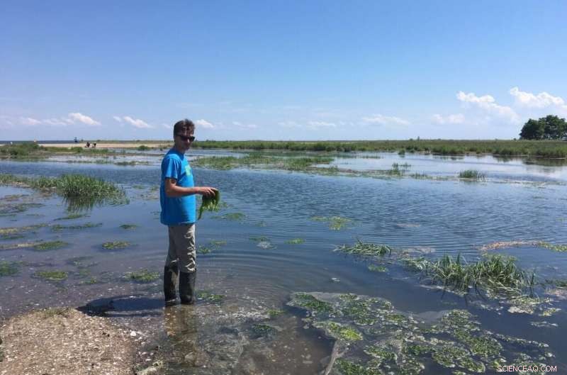 Salt Marsh Plants as Indicators of Carbon Capture Capacity