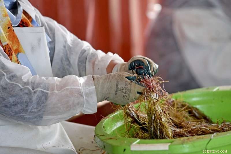 Tunisia Sets the Standard in Mediterranean Seaweed Farming