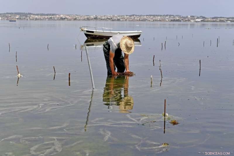 Tunisia Sets the Standard in Mediterranean Seaweed Farming