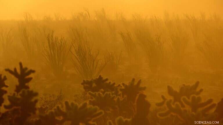 Study Links Climate Change to Significant Plant Die-Offs in Southern California