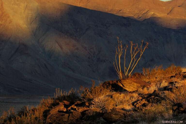 Study Links Climate Change to Significant Plant Die-Offs in Southern California