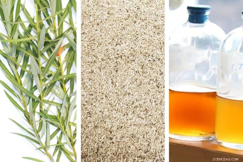 Willow‑Based Bio‑Refinery: Harnessing Natural Chemistry to Clean Canadian Urban Wastewater