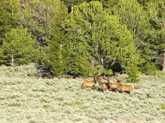 Greater Yellowstone Project Anticipates Rising Temperatures and Declining Snowfall