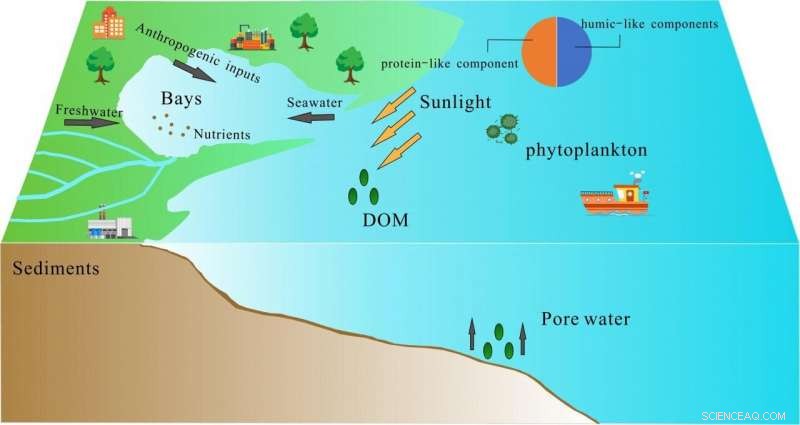 Molecular Insights into Dissolved Organic Matter in a Nutrient‑Rich Coastal Bay