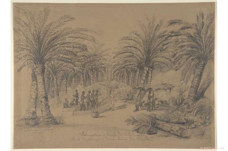 Palm Oil: From Global Staple to Controversial Fat—The Story Behind Its Rise and Criticism