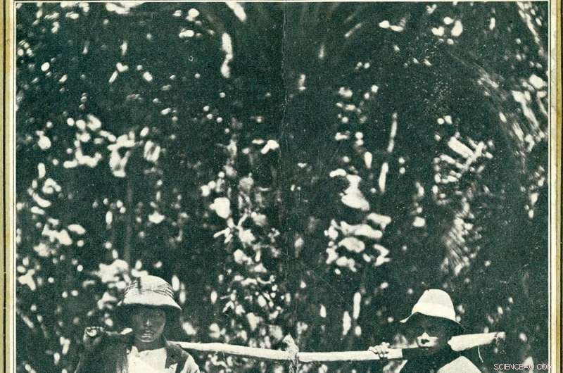 Palm Oil: From Global Staple to Controversial Fat—The Story Behind Its Rise and Criticism