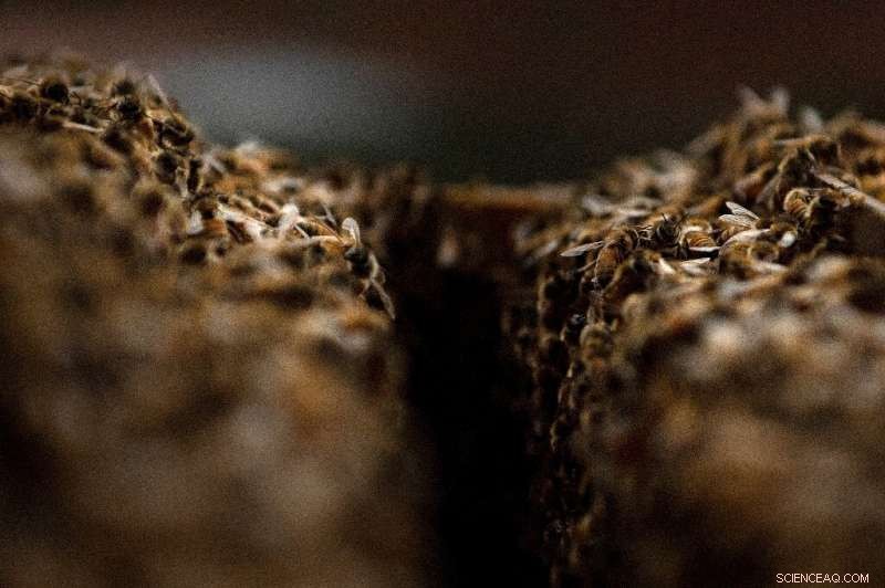 Germany Finalizes Climate & Insect Protection Legislation to Strengthen Pollinator Safeguards