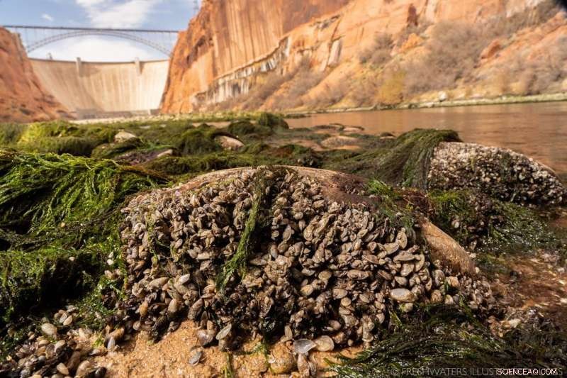 Colorado River Low-Flow Study Reveals Emerging New Normal for the Grand Canyon