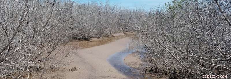 Mangrove Forest Study Offers Key Insights for Coastal Community Resilience