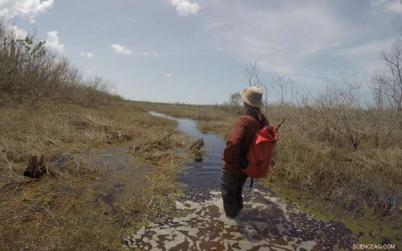 Mangrove Forest Study Offers Key Insights for Coastal Community Resilience