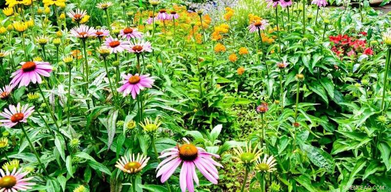 How Urban Gardens Enhance Biodiversity and Drive City Sustainability