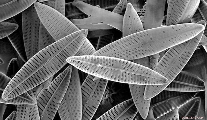 The Rise of Diatoms: A New Timeline of Marine Phytoplankton