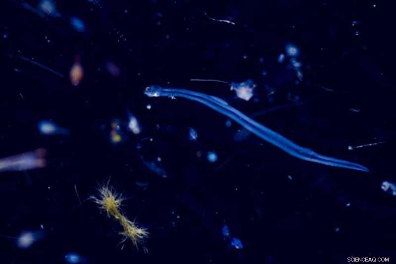 Study Reveals Coastal Waters as Primary Source of Nitrogen in Gulf of Mexico