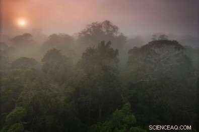 Rising CO₂ Levels Threaten Amazon Rainfall—Potential Impact Exceeds Deforestation