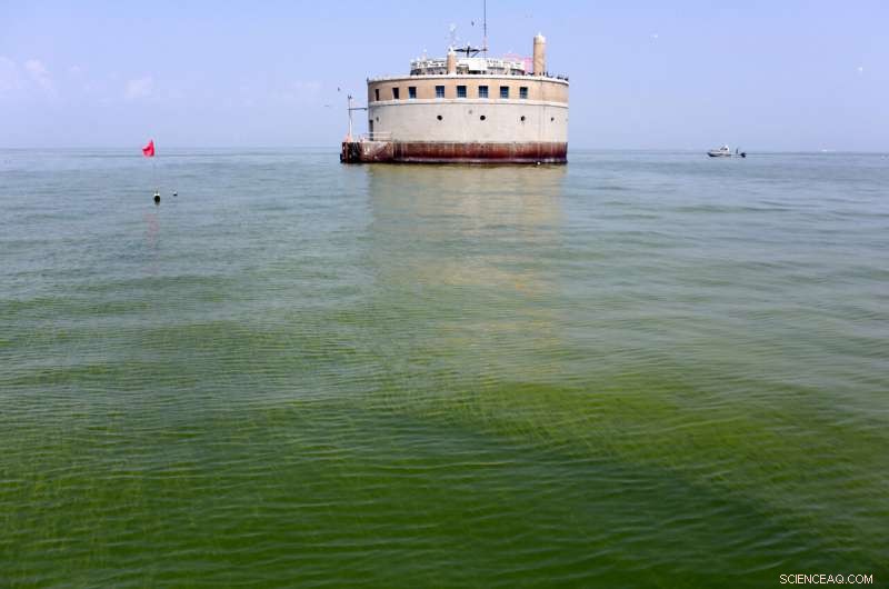 Experts Forecast Mild Algae Bloom in Lake Erie This Summer