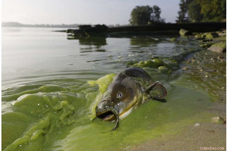 Experts Forecast Mild Algae Bloom in Lake Erie This Summer