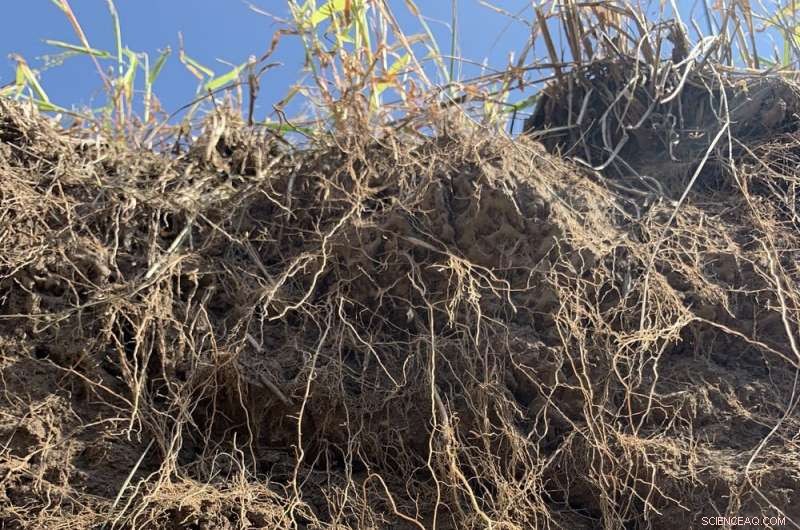 Carbon Farming: Why Clear Rules Are Essential for Climate‑Friendly Agriculture