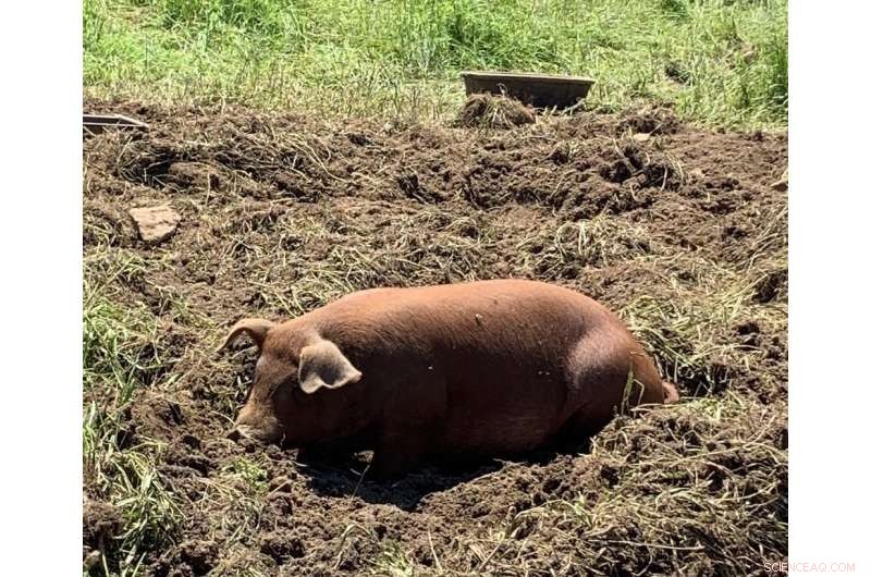 Carbon Farming: Why Clear Rules Are Essential for Climate‑Friendly Agriculture