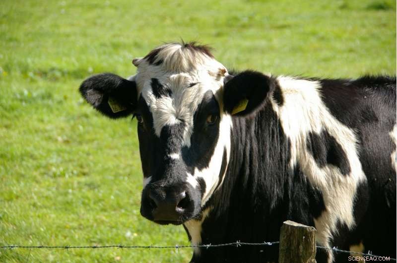 Innovative Methane-Absorbing Wearable for Cows: Reducing Emissions & Boosting Sustainability