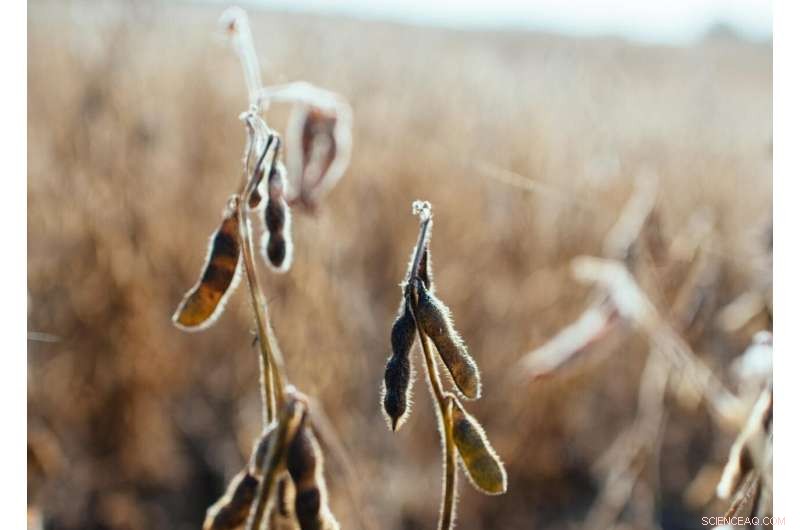 Cleaner Air Drives Higher U.S. Corn and Soybean Yields, Stanford Research Confirms