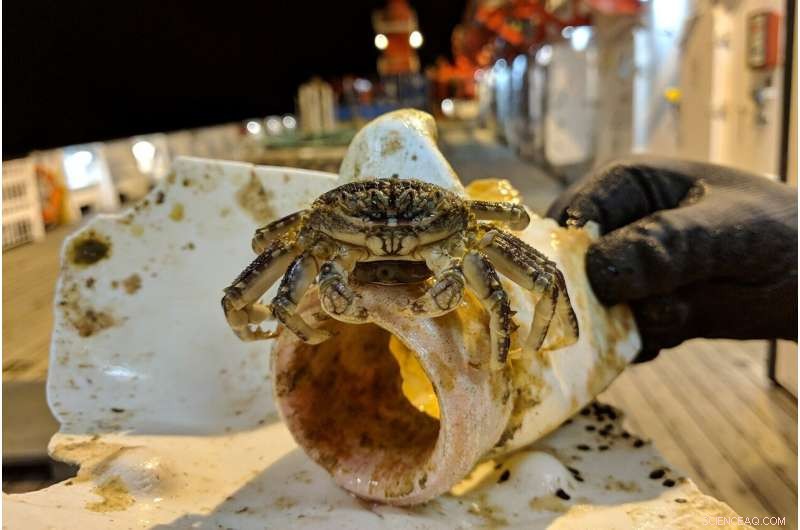 Assessing Whether Global Plastic Pollution Is Approaching an Irreversible Tipping Point