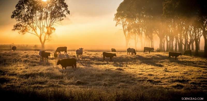 Australia’s Environmental Decline: Why Relying on Private Markets to Protect Nature Falls Short