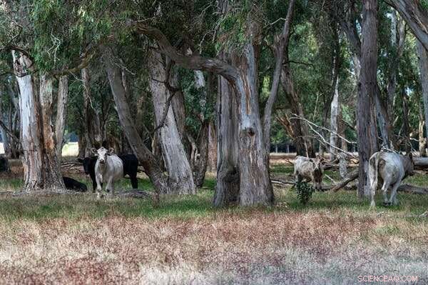 Australia’s Environmental Decline: Why Relying on Private Markets to Protect Nature Falls Short