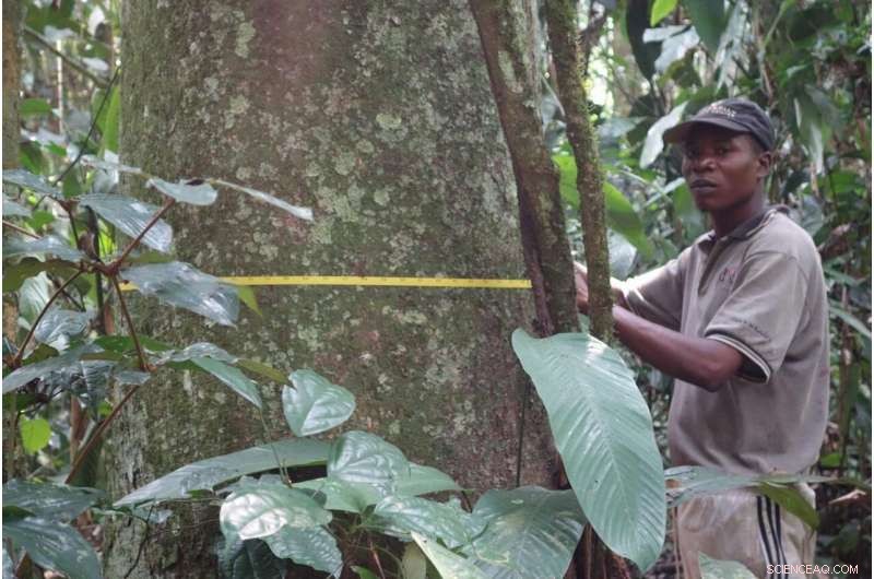 Global Research Network Drives Transformation in Tropical Forest Studies