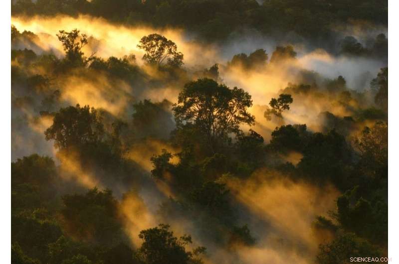 Global Research Network Drives Transformation in Tropical Forest Studies